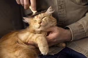 Banho em gatos: permitido ou não?