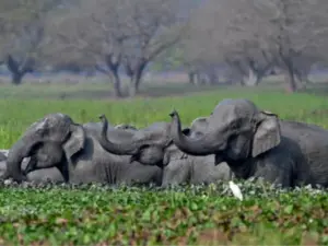 elefante