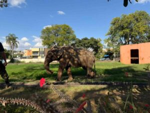 elefante Sandro