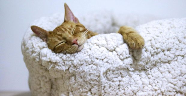 gato dormindo