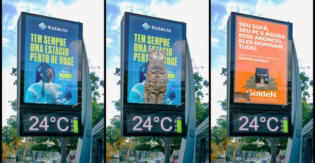 Gatos viram o centro das atenções em ruas de São Paulo