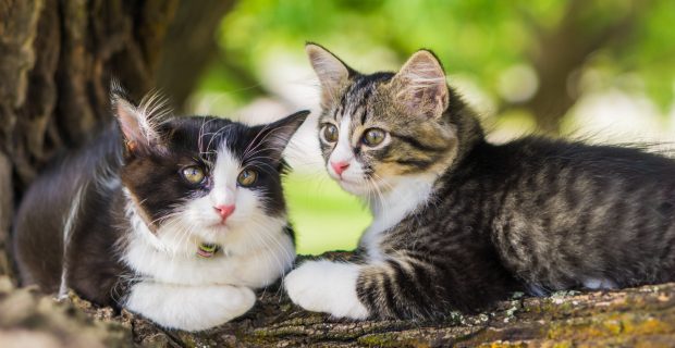 gatos