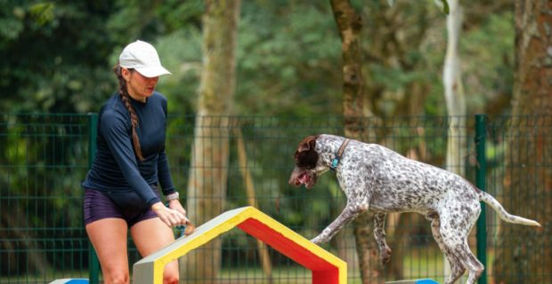 Festival Pet acontece este final de semana em São Paulo com entrada gratuita