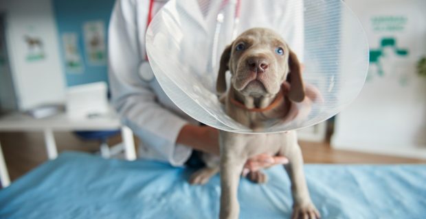 cachorro cone