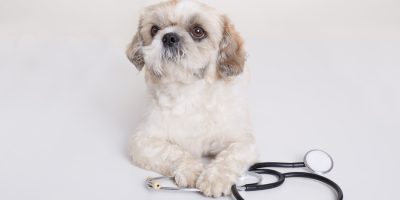 Diabete em pets precisa da atenção constante dos tutores