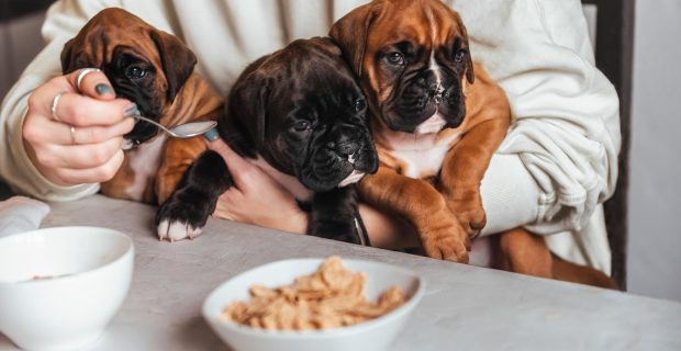 nutrição pet