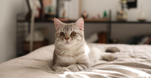 Novo odorizador auxilia no bem-estar dos gatos
