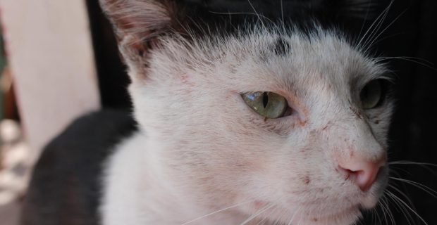 Entender o vitiligo em gatos é essencial para a saúde dos felinos
