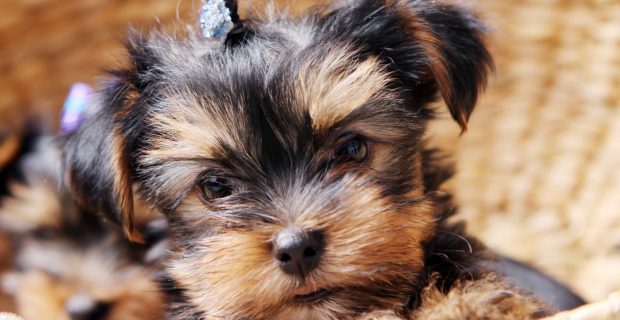 Cães filhotes podem tomar qualquer leite?