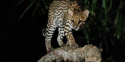 jaguatirica.jpg