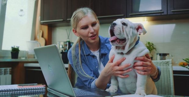 cachorro e computador