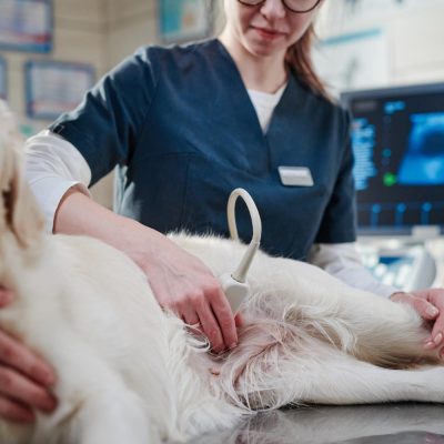 Casos de urolitíase em cães crescem nos últimos meses