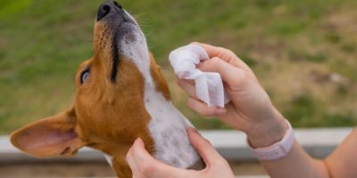 Sarna de cães pega em humanos?