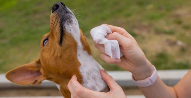 Sarna de cães pega em humanos?