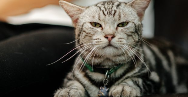 gato estressado