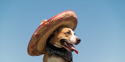 CACHORRO CHAPÉU