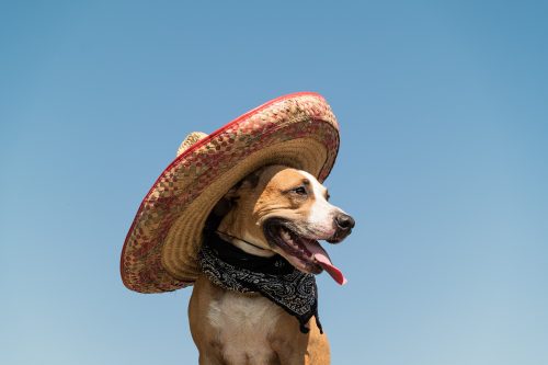CACHORRO CHAPÉU