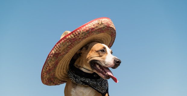CACHORRO CHAPÉU
