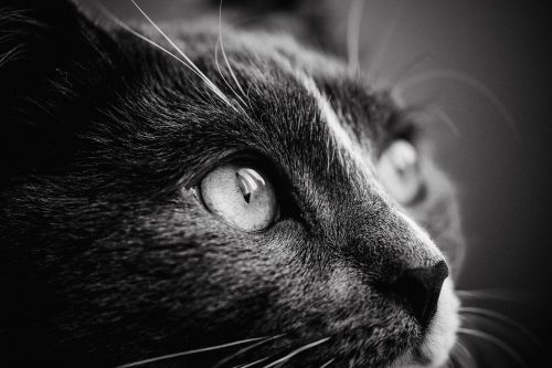 perfil gato