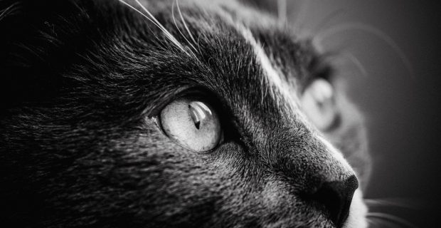 perfil gato