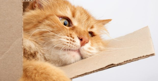 gato caixa