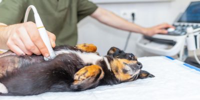 Quando tratar a lama biliar em cães e gatos?