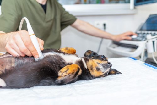 Quando tratar a lama biliar em cães e gatos?