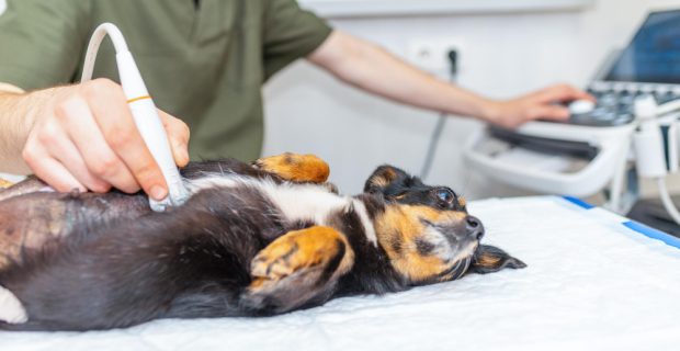 Quando tratar a lama biliar em cães e gatos?