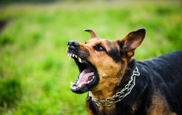 Segundo pesquisa, agressividade em cães pode estar relacionada a microbiota intestinal Segundo pesquisa, agressividade em cães pode estar relacionada a microbiota intestinal