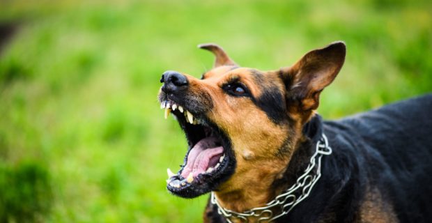 Segundo pesquisa, agressividade em cães pode estar relacionada a microbiota intestinal