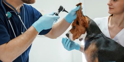 Cuidados com o ouvido dos cães é essencial para evitar dores e infecções