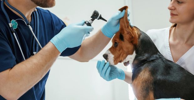 Cuidados com o ouvido dos cães é essencial para evitar dores e infecções