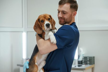 Veterinário explica sobre a disfunção cognitiva canina