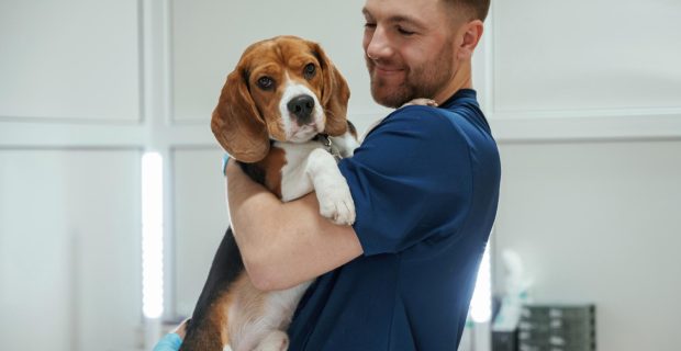 Veterinário explica sobre a disfunção cognitiva canina