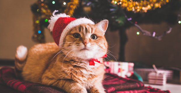Cuidados essenciais para os pets nos festejos de fim de ano