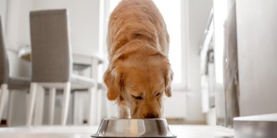 alimento.jpg