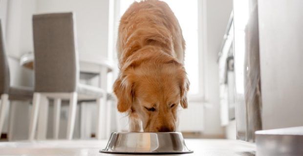alimento.jpg