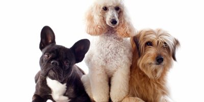 cães.jpg