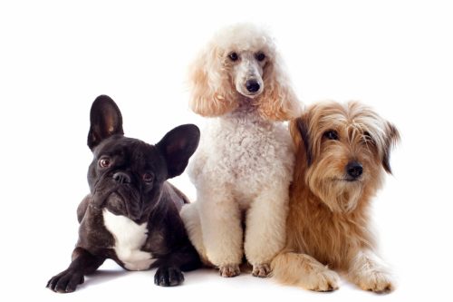 cães.jpg