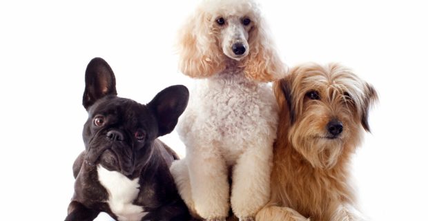 cães.jpg