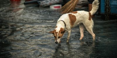 cão-alagamento.jpg