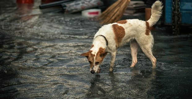 cão-alagamento.jpg