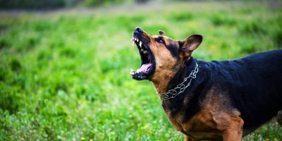 Saber como prevenir a raiva animal é a melhor forma de combate à doença