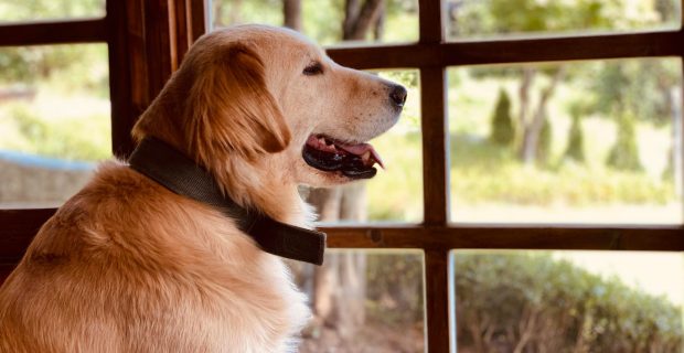 cães em casa