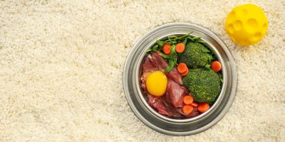 Alimentação crua eleva risco de contaminação por Salmonella em cães e gatos