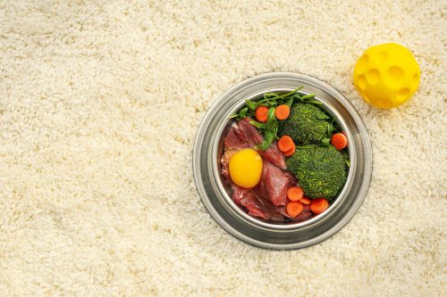 Alimentação crua eleva risco de contaminação por Salmonella em cães e gatos