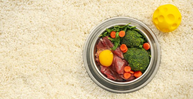 Alimentação crua eleva risco de contaminação por Salmonella em cães e gatos