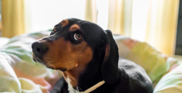 Estudo revela que cães são capazes de julgar ações dos tutores