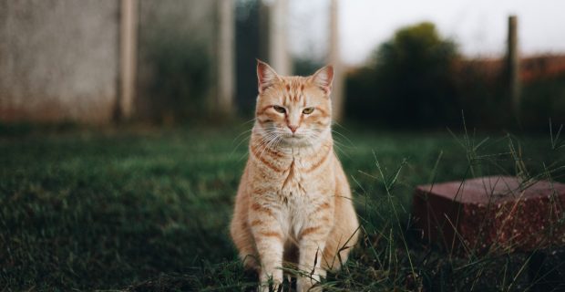 Cientistas avaliam traços de psicopatia em gatos