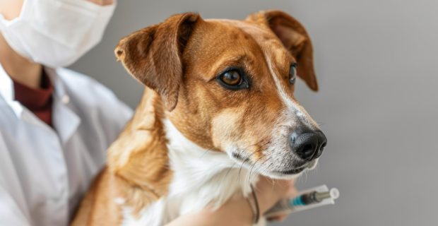 cães vacina